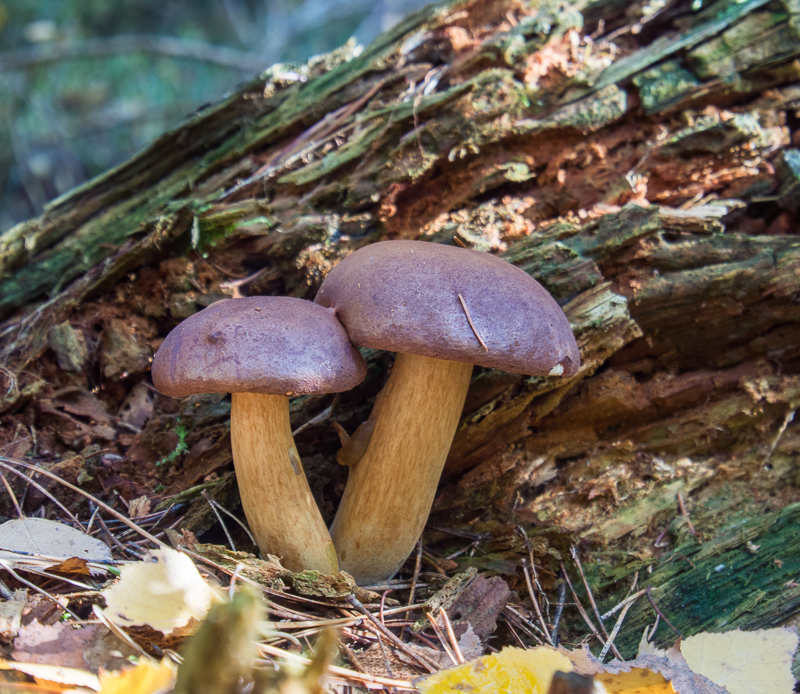 Nazwa:  grzyb.JPG
Wyświetleń: 164
Rozmiar:  580,0 KB