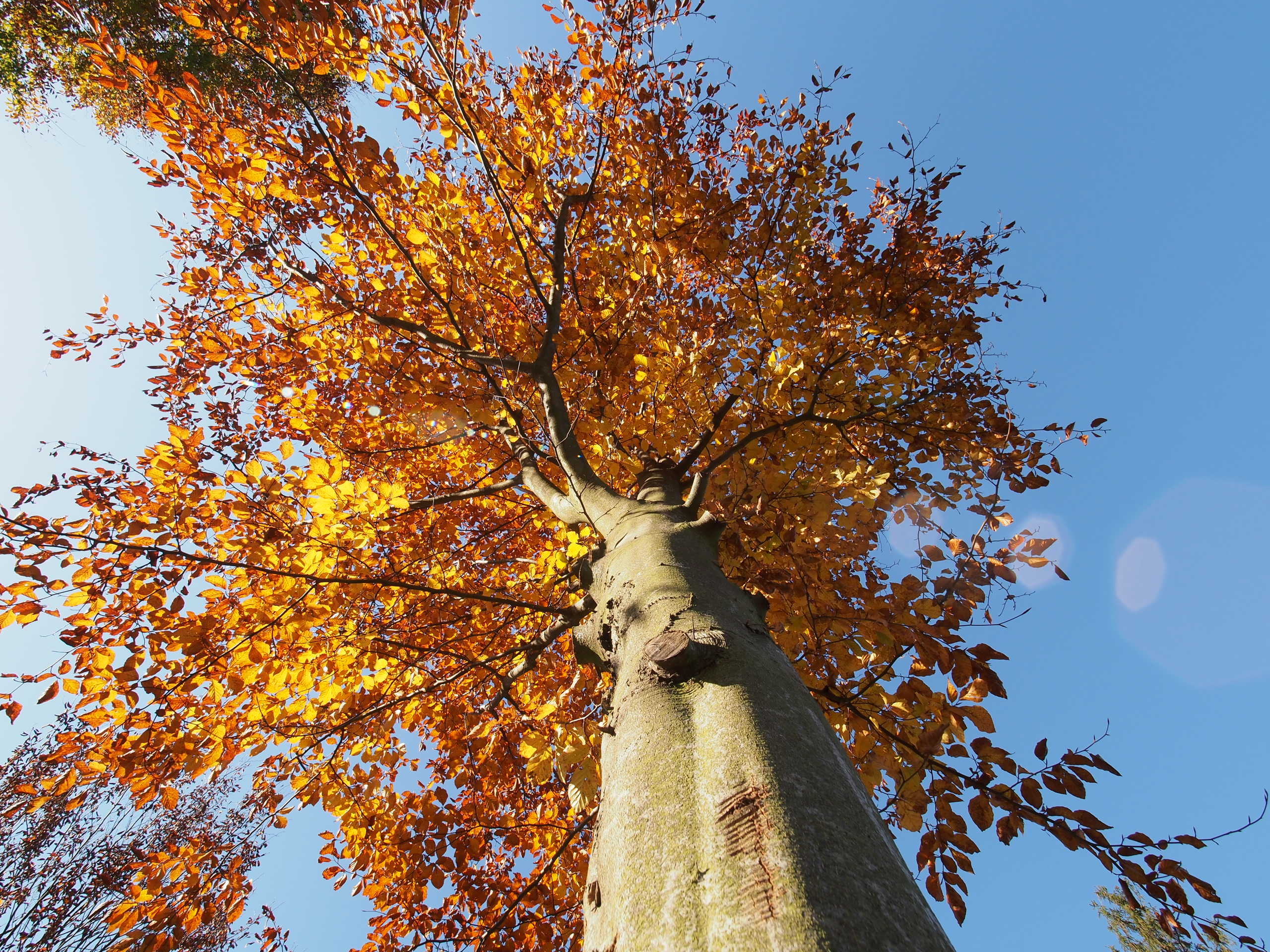 Nazwa:  PA313216.JPG
Wyświetleń: 410
Rozmiar:  986,8 KB