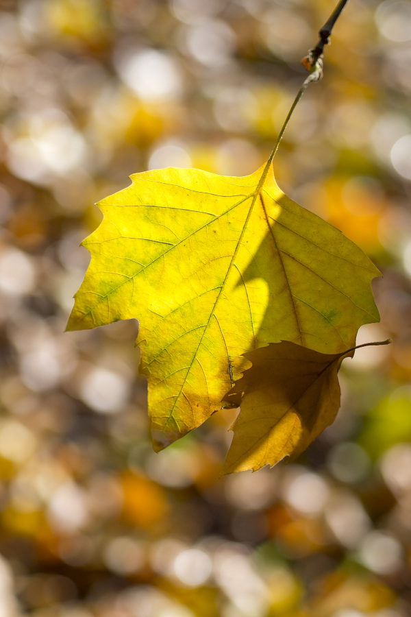 Kliknij obrazek, aby uzyskać większą wersję

Nazwa:	Y0004208.jpg
Wyświetleń:	170
Rozmiar:	183,4 KB
ID:	160521