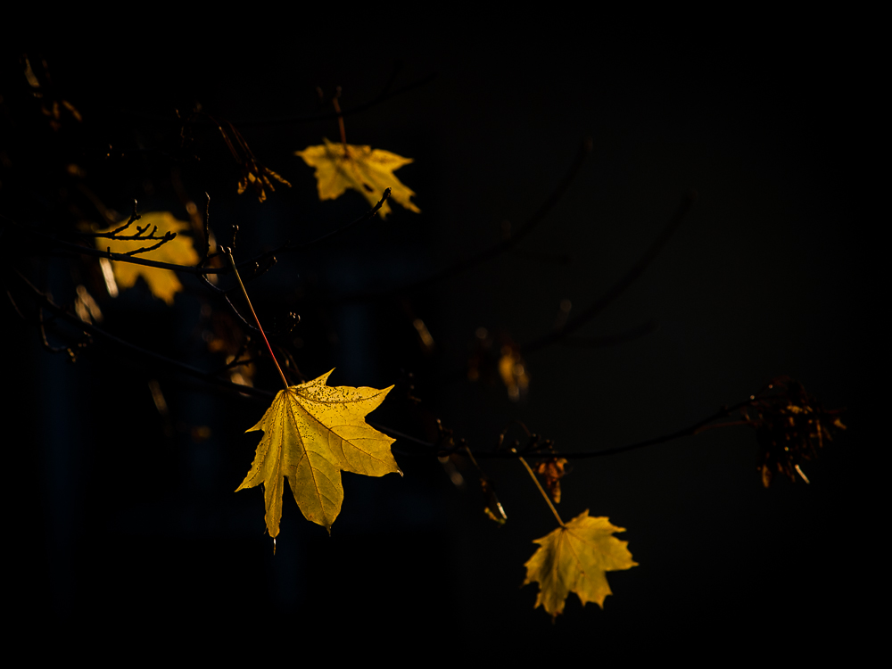 Kliknij obrazek, aby uzyskać większą wersję

Nazwa:	PA307195.JPG
Wyświetleń:	116
Rozmiar:	255,2 KB
ID:	160524