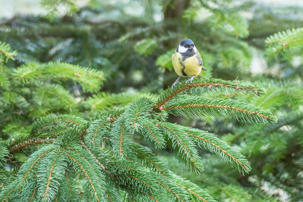 Kliknij obrazek, aby uzyskać większą wersję

Nazwa:	OlyForum051115.JPG
Wyświetleń:	277
Rozmiar:	760,7 KB
ID:	160870