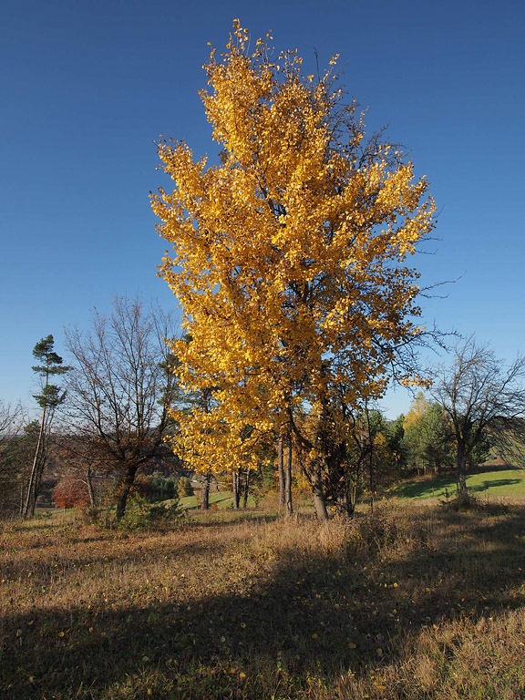 Nazwa:  PA313211min.jpg
Wyświetleń: 255
Rozmiar:  258,7 KB