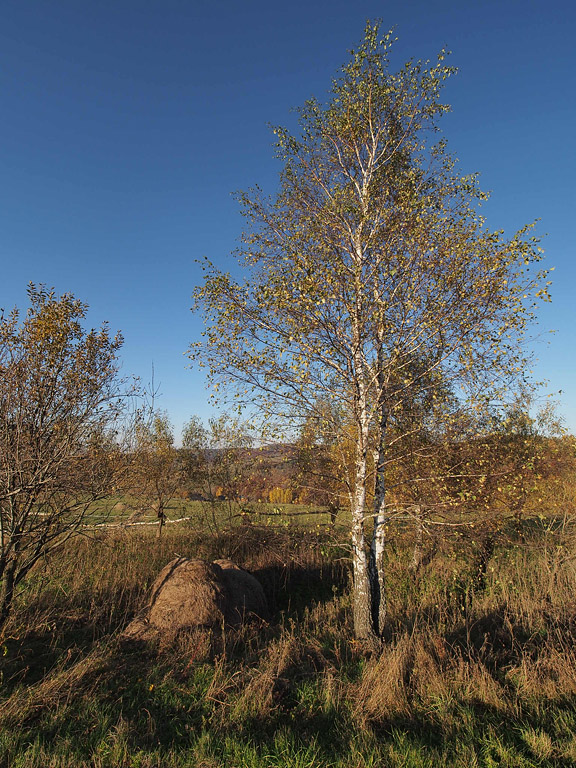 Nazwa:  PA313245min.jpg
Wyświetleń: 254
Rozmiar:  269,7 KB