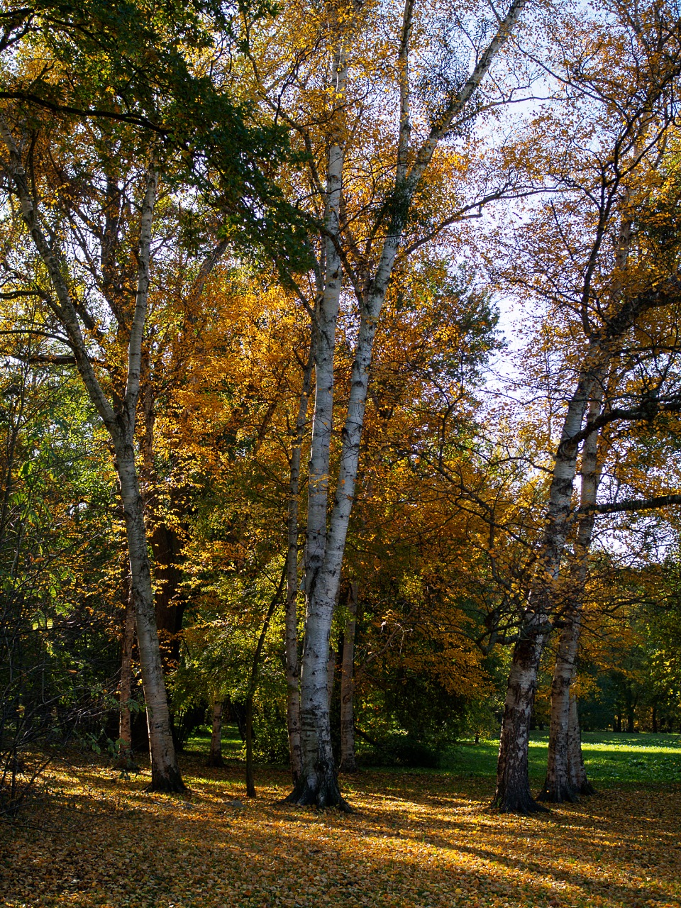 Kliknij obrazek, aby uzyskać większą wersję

Nazwa:	20151024-PA240028.jpg
Wyświetleń:	278
Rozmiar:	962,2 KB
ID:	161312