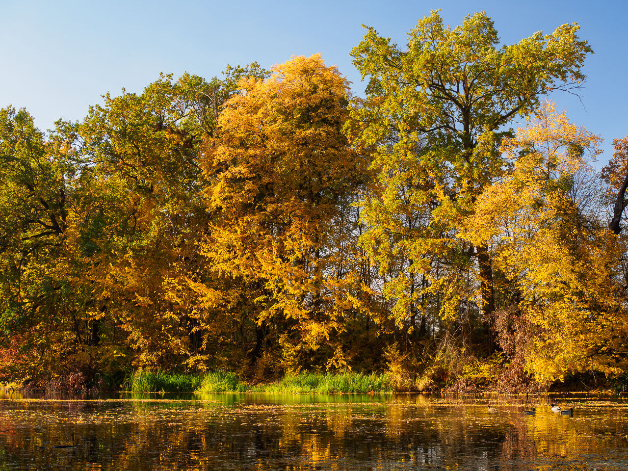 Kliknij obrazek, aby uzyskać większą wersję

Nazwa:	20151024-PA240133.jpg
Wyświetleń:	295
Rozmiar:	792,7 KB
ID:	161315