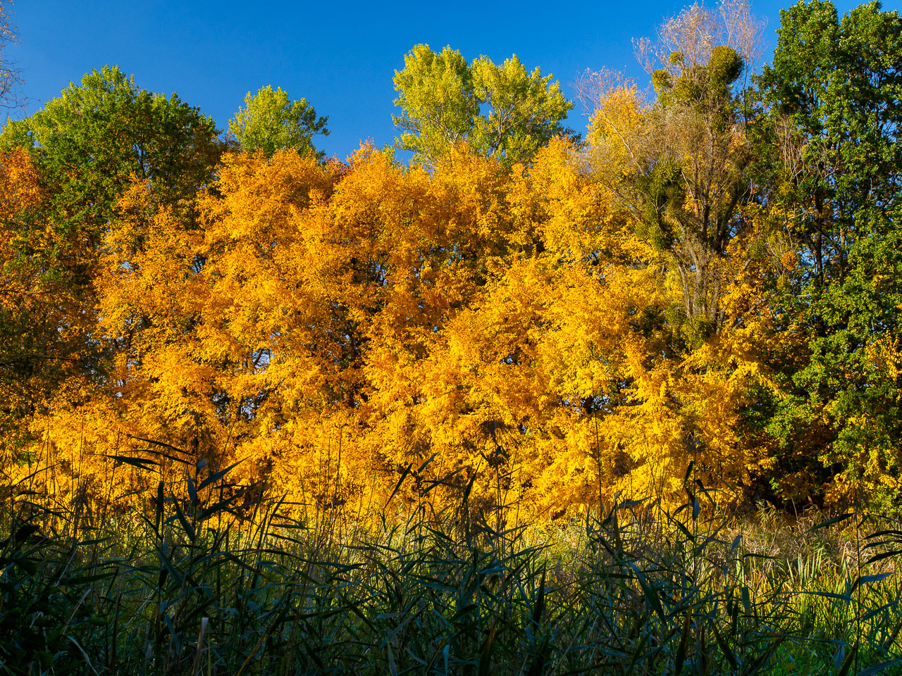Kliknij obrazek, aby uzyskać większą wersję

Nazwa:	20151024-PA240136.jpg
Wyświetleń:	279
Rozmiar:	867,8 KB
ID:	161316