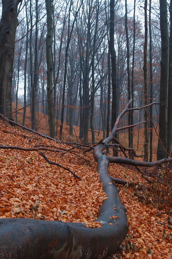 Kliknij obrazek, aby uzyskać większą wersję

Nazwa:	09112015_KK094151.1.jpg
Wyświetleń:	95
Rozmiar:	656,4 KB
ID:	161365