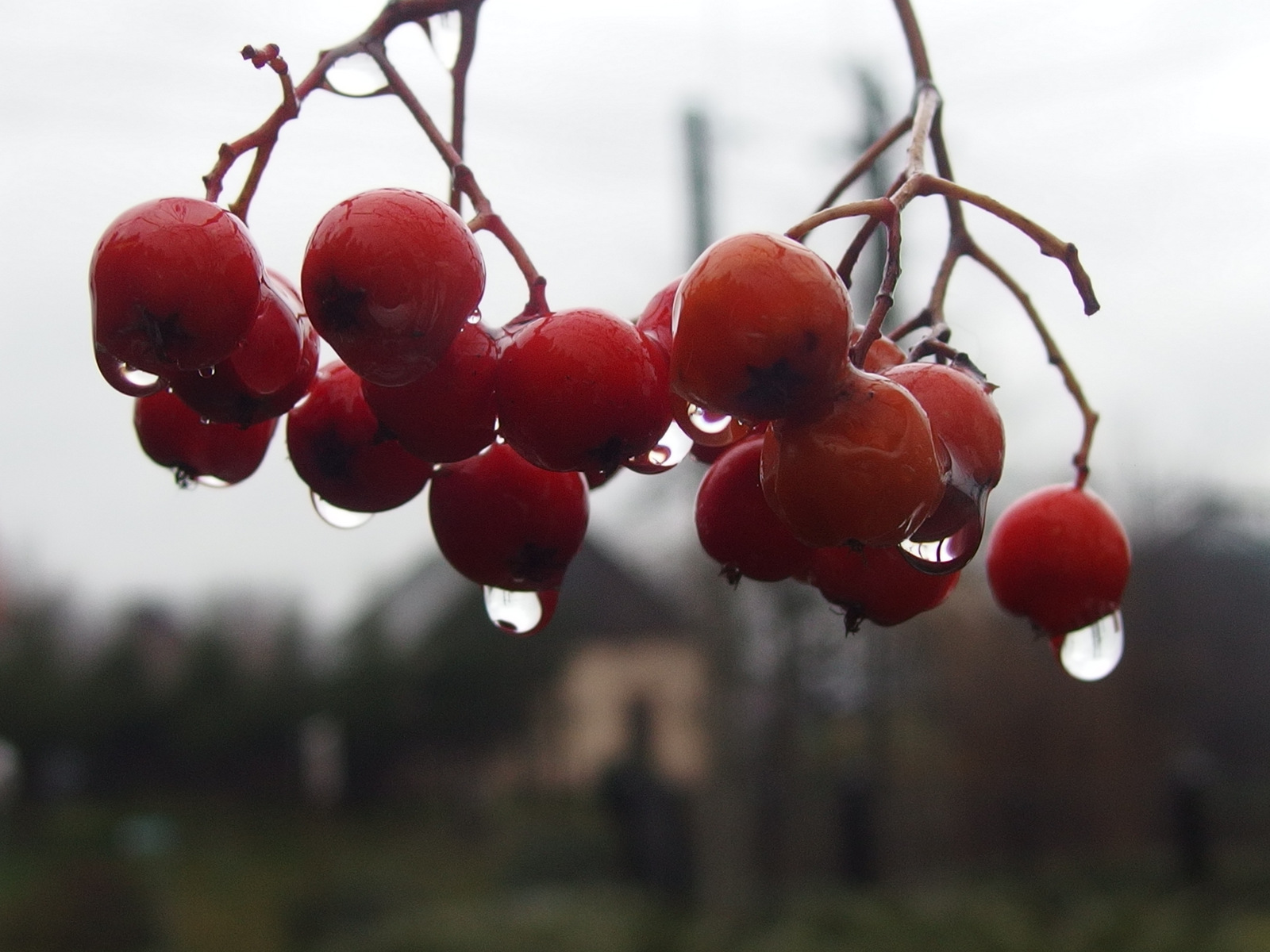 Kliknij obrazek, aby uzyskać większą wersję

Nazwa:	PB153677.JPG
Wyświetleń:	166
Rozmiar:	397,2 KB
ID:	161872