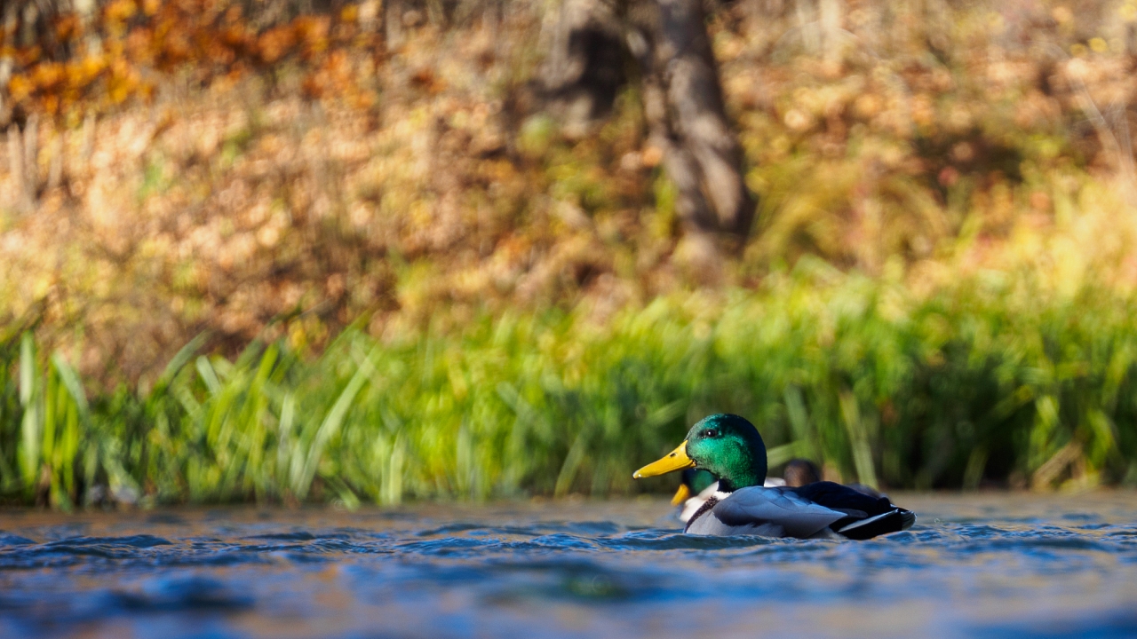 Kliknij obrazek, aby uzyskać większą wersję

Nazwa:	20151108-PB080355_m.jpg
Wyświetleń:	257
Rozmiar:	654,5 KB
ID:	161955