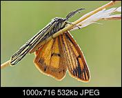 Kliknij obrazek, aby uzyskać większą wersję

Nazwa:	motyl_mniejszy_3_1000_1.jpg
Wyświetleń:	61
Rozmiar:	532,2 KB
ID:	162152