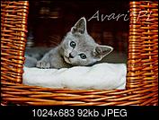 Kliknij obrazek, aby uzyskać większą wersję

Nazwa:	11222669_830169707065888_4841160656504354696_o.jpg
Wyświetleń:	89
Rozmiar:	92,5 KB
ID:	162851