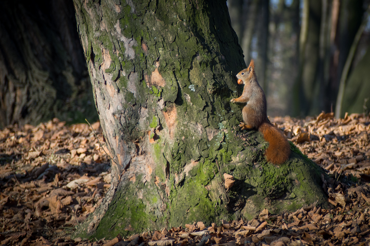 Kliknij obrazek, aby uzyskać większą wersję

Nazwa:	GG068020.jpg
Wyświetleń:	148
Rozmiar:	982,6 KB
ID:	163239