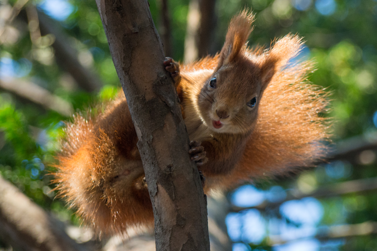 Kliknij obrazek, aby uzyskać większą wersję

Nazwa:	GG068088.jpg
Wyświetleń:	164
Rozmiar:	728,3 KB
ID:	163243