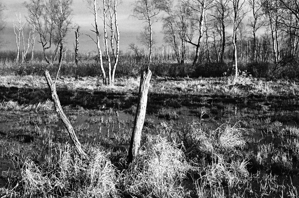 Kliknij obrazek, aby uzyskać większą wersję

Nazwa:	drew_1.jpg
Wyświetleń:	127
Rozmiar:	290,1 KB
ID:	163626