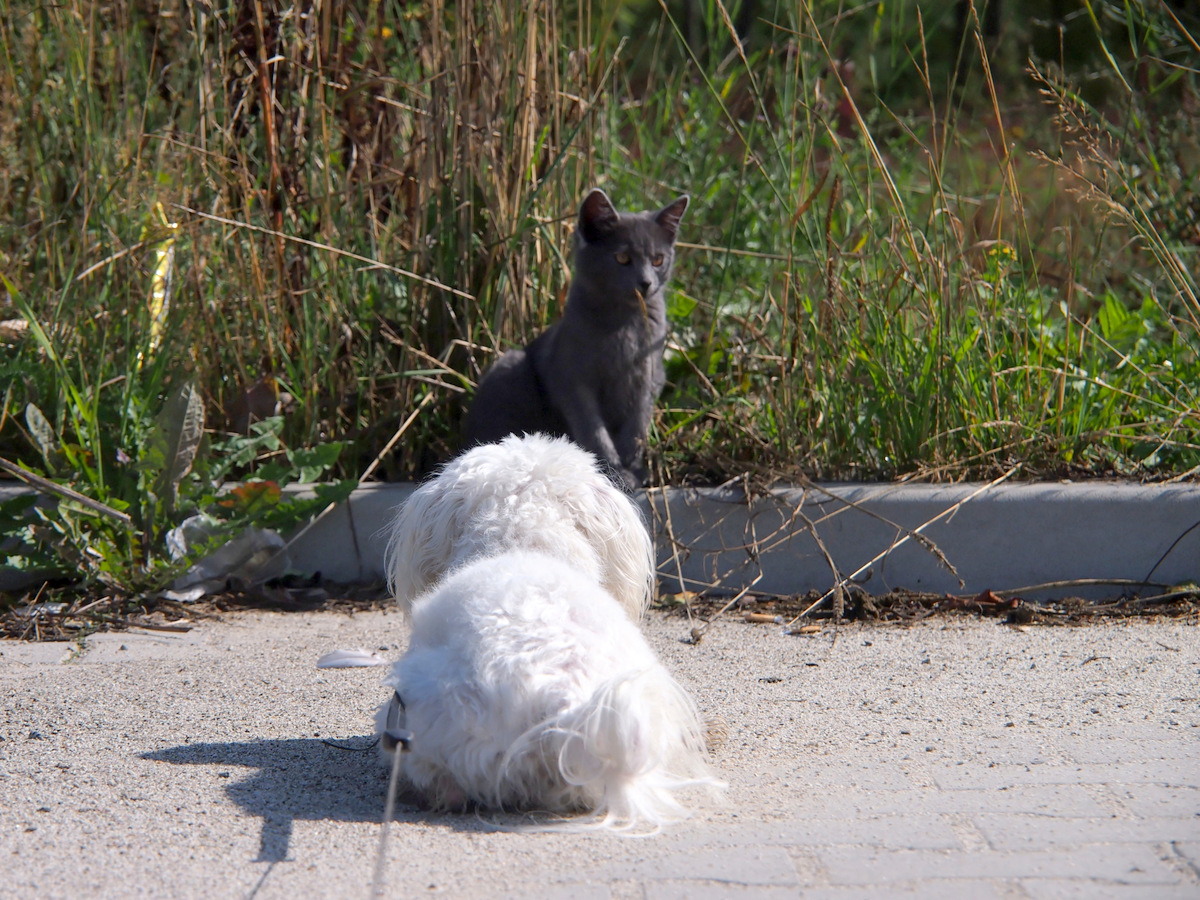 Kliknij obrazek, aby uzyskać większą wersję

Nazwa:	P9143464_DxO.jpg
Wyświetleń:	245
Rozmiar:	520,9 KB
ID:	163790