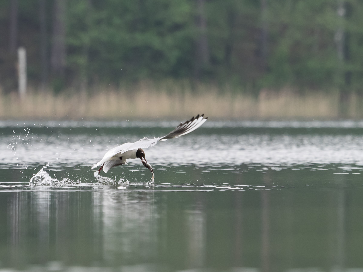 Kliknij obrazek, aby uzyskać większą wersję

Nazwa:	Mewa-2.jpg
Wyświetleń:	294
Rozmiar:	226,9 KB
ID:	164142