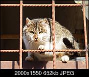 Kliknij obrazek, aby uzyskać większą wersję

Nazwa:	za kratami1.jpg
Wyświetleń:	306
Rozmiar:	652,1 KB
ID:	164221