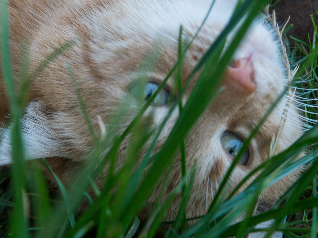 Kliknij obrazek, aby uzyskać większą wersję

Nazwa:	Rudy kocur-1180194.jpg
Wyświetleń:	781
Rozmiar:	623,6 KB
ID:	164259