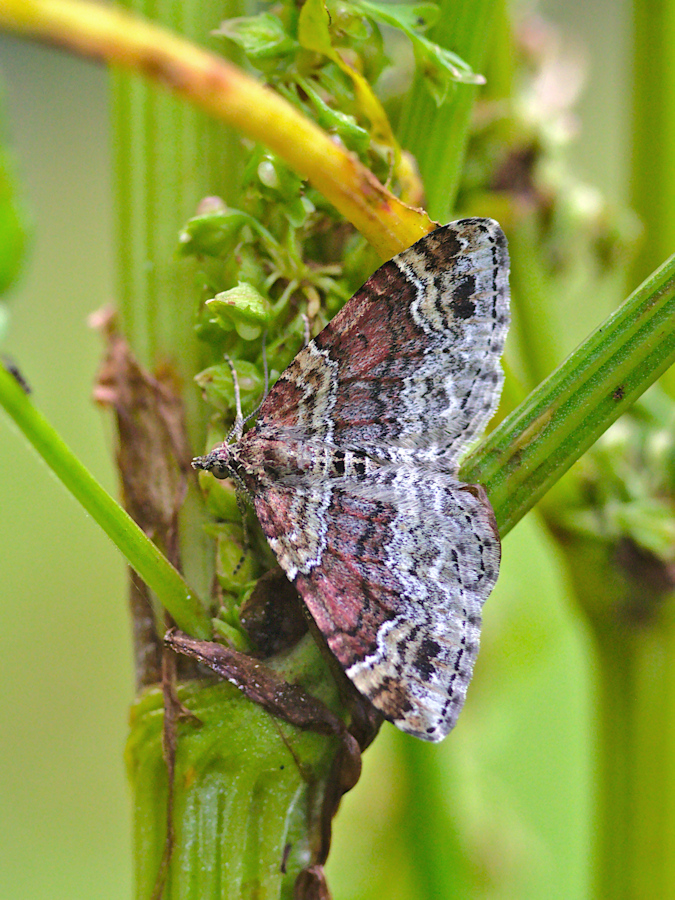 Kliknij obrazek, aby uzyskać większą wersję

Nazwa:	P7310816bp.jpg
Wyświetleń:	151
Rozmiar:	471,1 KB
ID:	164579