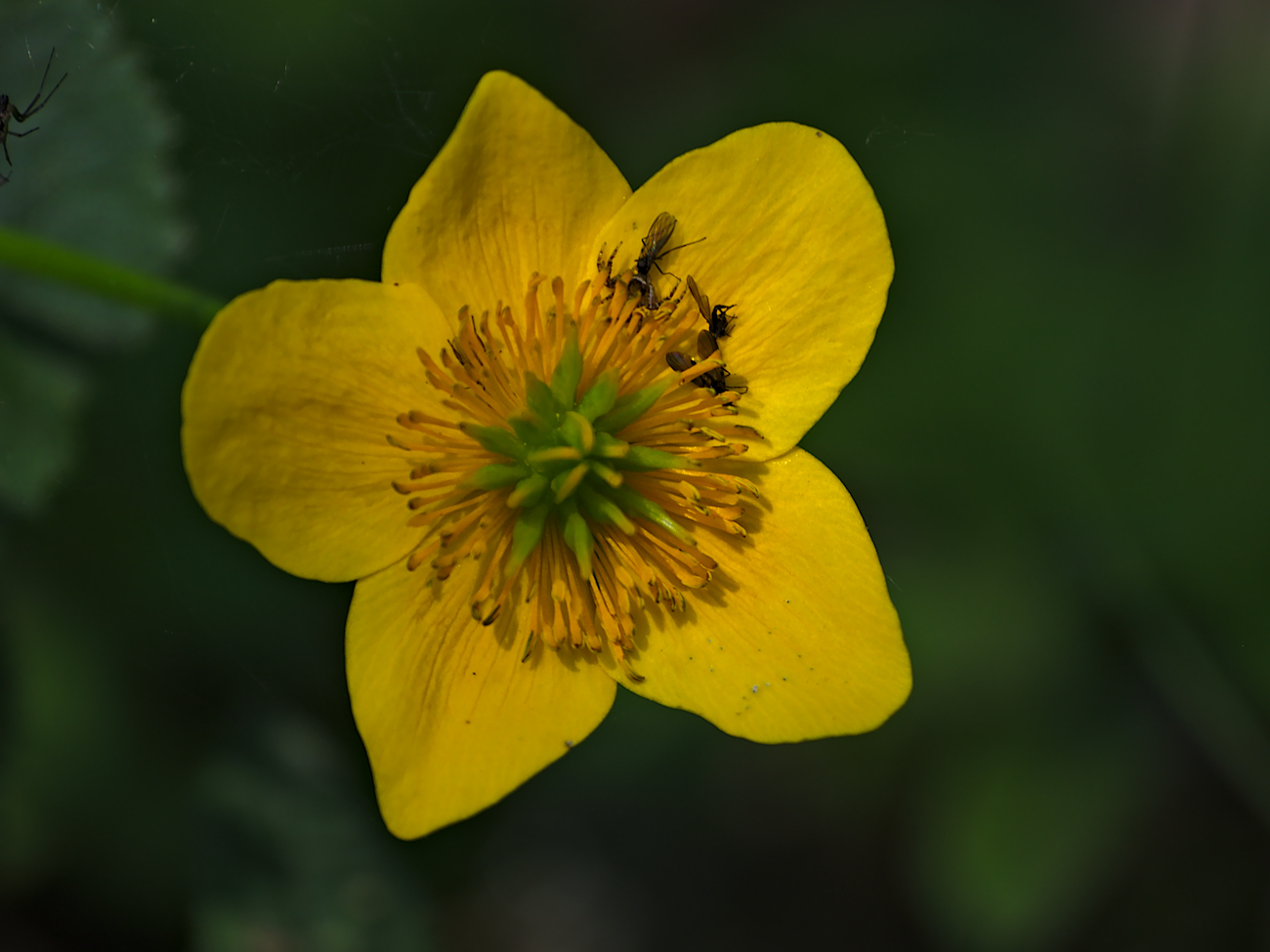 Kliknij obrazek, aby uzyskać większą wersję

Nazwa:	P5020411bp.jpg
Wyświetleń:	393
Rozmiar:	425,5 KB
ID:	164960