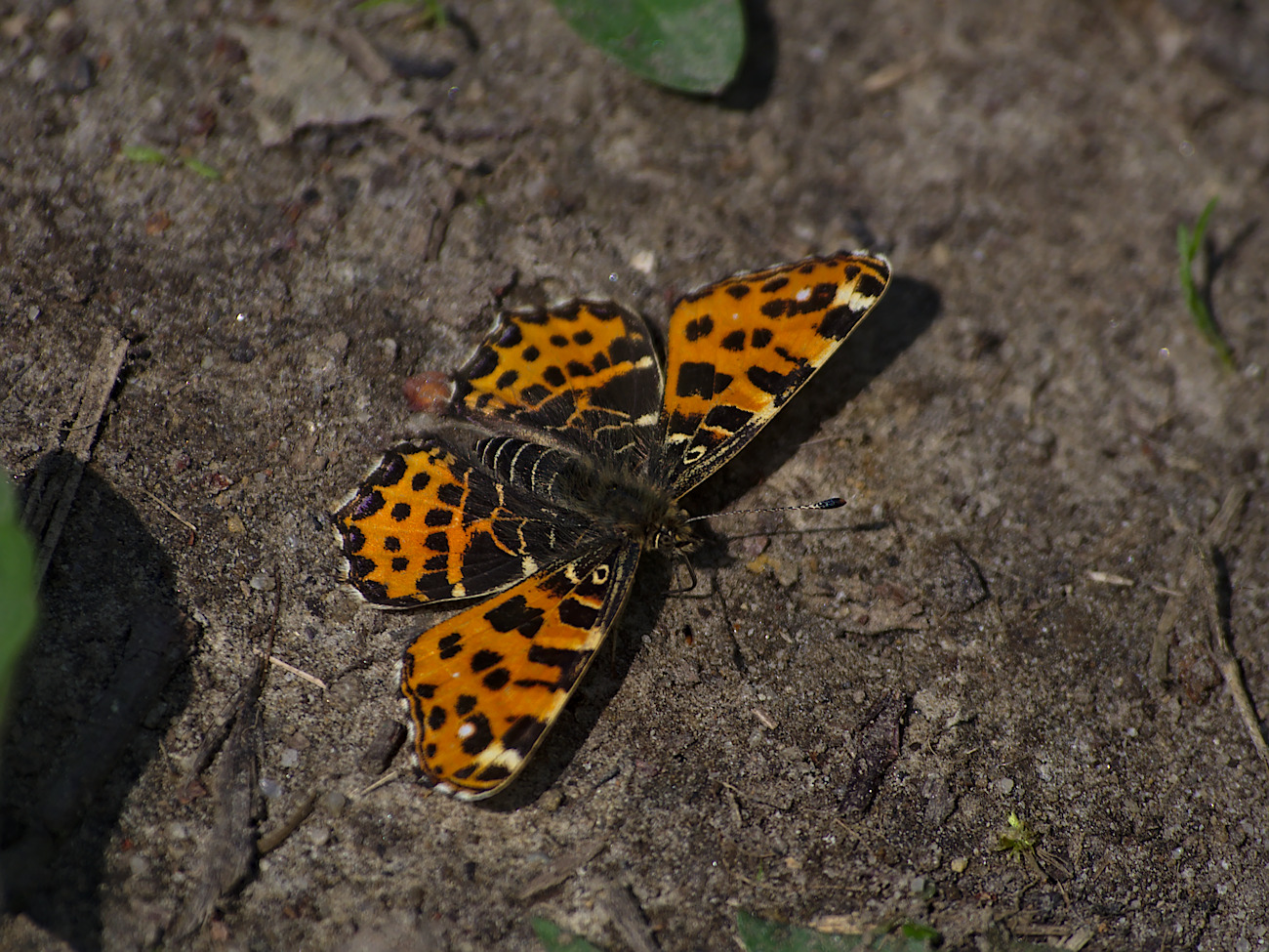 Kliknij obrazek, aby uzyskać większą wersję

Nazwa:	P5020395bp.jpg
Wyświetleń:	396
Rozmiar:	510,6 KB
ID:	164961