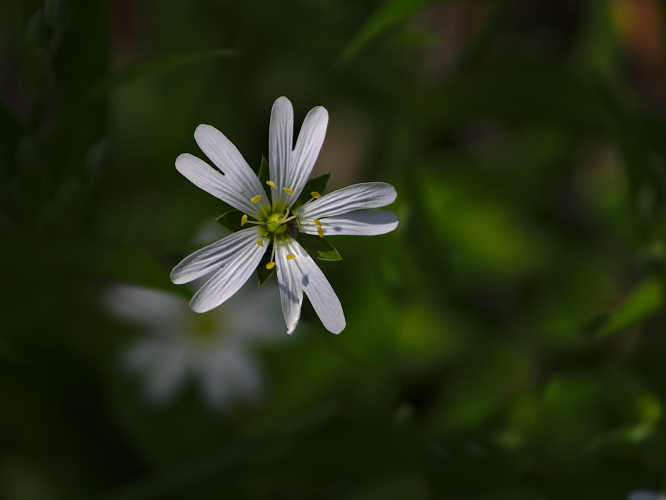 Kliknij obrazek, aby uzyskać większą wersję

Nazwa:	P5020367bp.jpg
Wyświetleń:	355
Rozmiar:	538,3 KB
ID:	164962