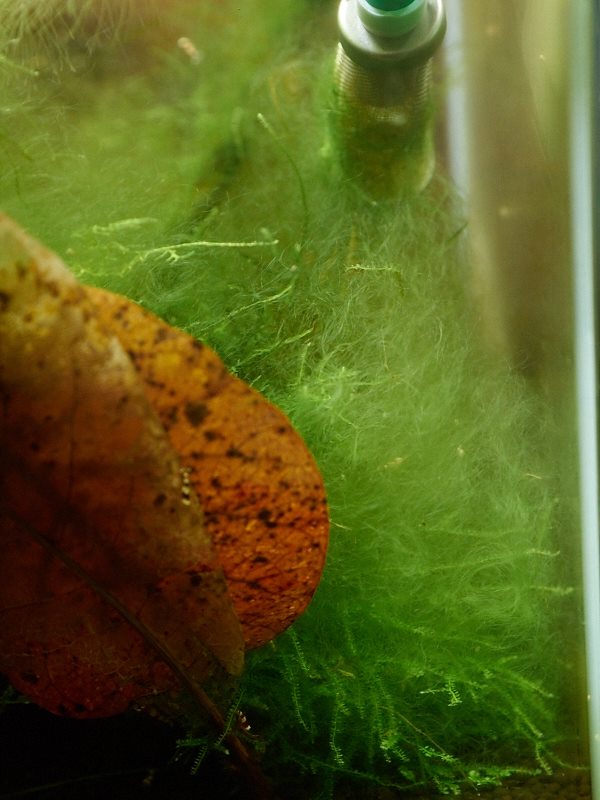 Kliknij obrazek, aby uzyskać większą wersję

Nazwa:	11204867_1496793033963185_292865742866079203_n.jpg
Wyświetleń:	159
Rozmiar:	67,9 KB
ID:	165212