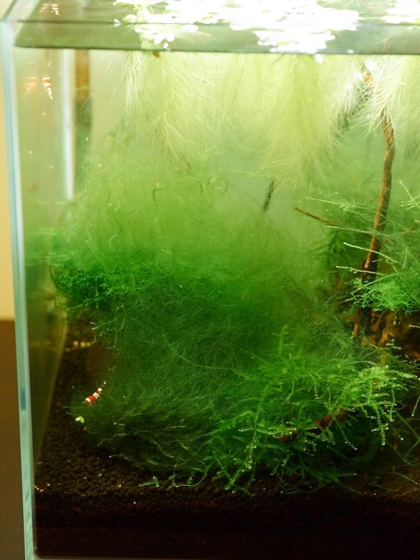 Kliknij obrazek, aby uzyskać większą wersję

Nazwa:	12510351_1496793030629852_6432675339100950042_n.jpg
Wyświetleń:	165
Rozmiar:	97,3 KB
ID:	165213