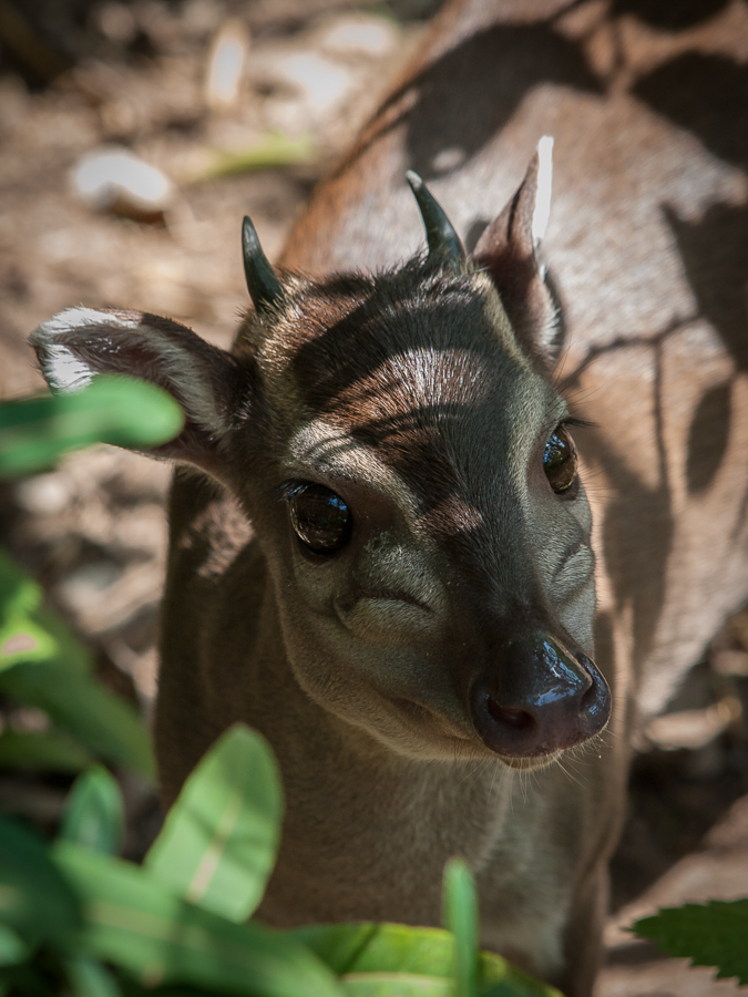 Kliknij obrazek, aby uzyskać większą wersję

Nazwa:	PC217644.JPG
Wyświetleń:	223
Rozmiar:	418,6 KB
ID:	165219