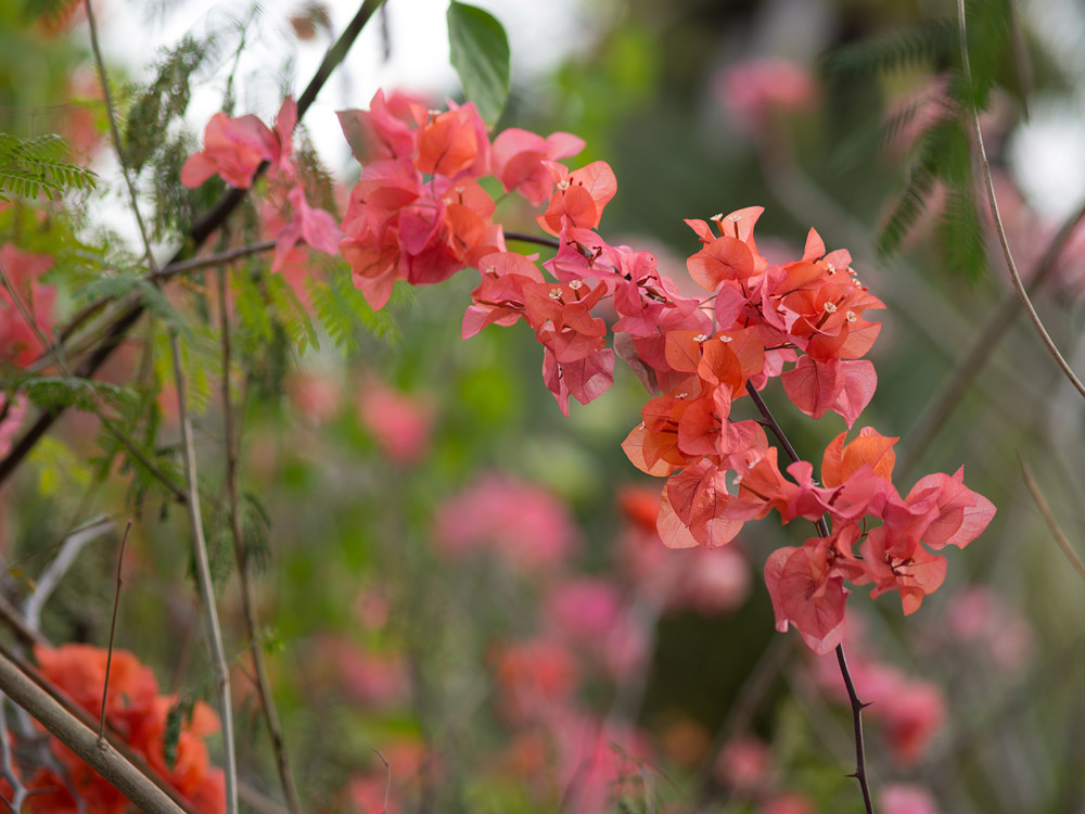 Kliknij obrazek, aby uzyskać większą wersję

Nazwa:	RA085979min.jpg
Wyświetleń:	176
Rozmiar:	183,6 KB
ID:	165278