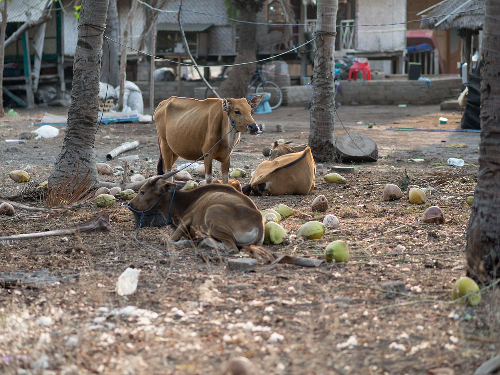 Kliknij obrazek, aby uzyskać większą wersję

Nazwa:	RA085988min.jpg
Wyświetleń:	175
Rozmiar:	310,9 KB
ID:	165280