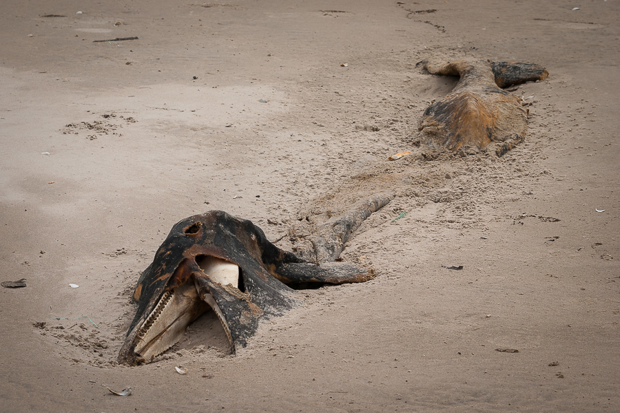 Kliknij obrazek, aby uzyskać większą wersję

Nazwa:	PC247921.JPG
Wyświetleń:	213
Rozmiar:	534,7 KB
ID:	165410