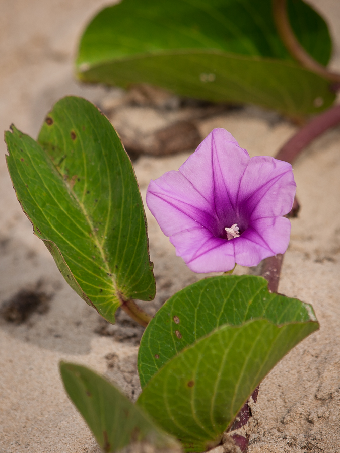 Kliknij obrazek, aby uzyskać większą wersję

Nazwa:	PC247898.JPG
Wyświetleń:	218
Rozmiar:	434,5 KB
ID:	165418