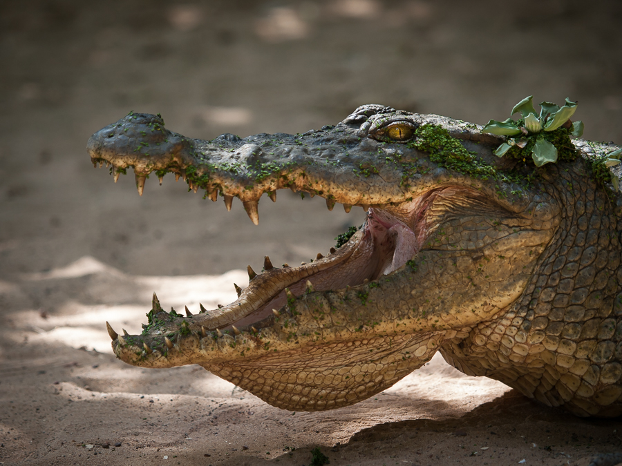 Kliknij obrazek, aby uzyskać większą wersję

Nazwa:	P1018968.JPG
Wyświetleń:	142
Rozmiar:	524,1 KB
ID:	165459