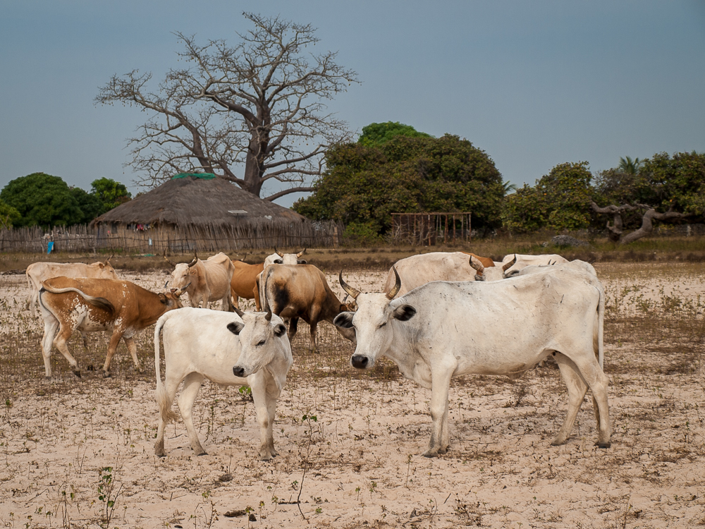 Kliknij obrazek, aby uzyskać większą wersję

Nazwa:	PC233018.JPG
Wyświetleń:	248
Rozmiar:	797,6 KB
ID:	165489
