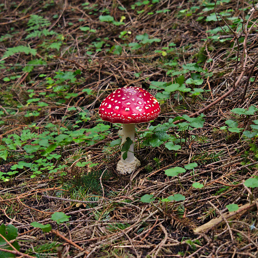 Kliknij obrazek, aby uzyskać większą wersję

Nazwa:	P8230297bp.jpg
Wyświetleń:	485
Rozmiar:	453,1 KB
ID:	165523