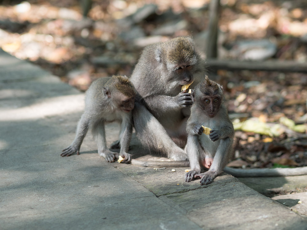 Kliknij obrazek, aby uzyskać większą wersję

Nazwa:	RA106004min.jpg
Wyświetleń:	206
Rozmiar:	186,0 KB
ID:	165736