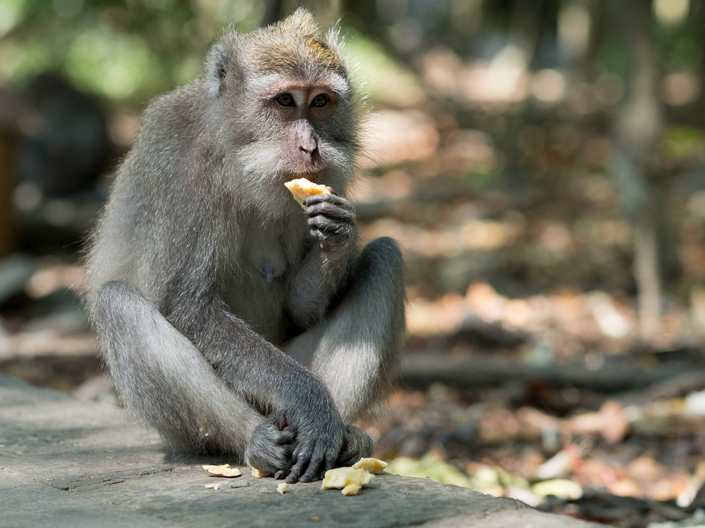 Kliknij obrazek, aby uzyskać większą wersję

Nazwa:	RA106008min.jpg
Wyświetleń:	196
Rozmiar:	198,7 KB
ID:	165738