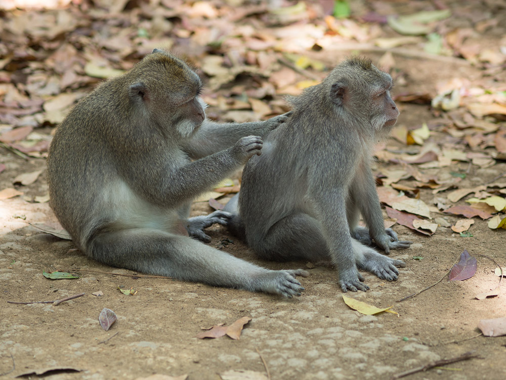 Kliknij obrazek, aby uzyskać większą wersję

Nazwa:	RA106035min.jpg
Wyświetleń:	208
Rozmiar:	268,5 KB
ID:	165743