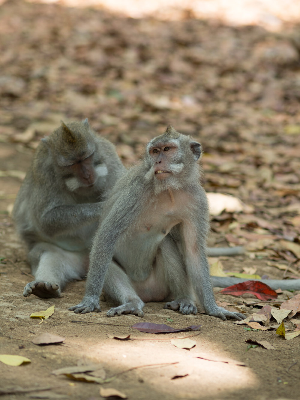 Kliknij obrazek, aby uzyskać większą wersję

Nazwa:	RA106037min.jpg
Wyświetleń:	209
Rozmiar:	239,8 KB
ID:	165744