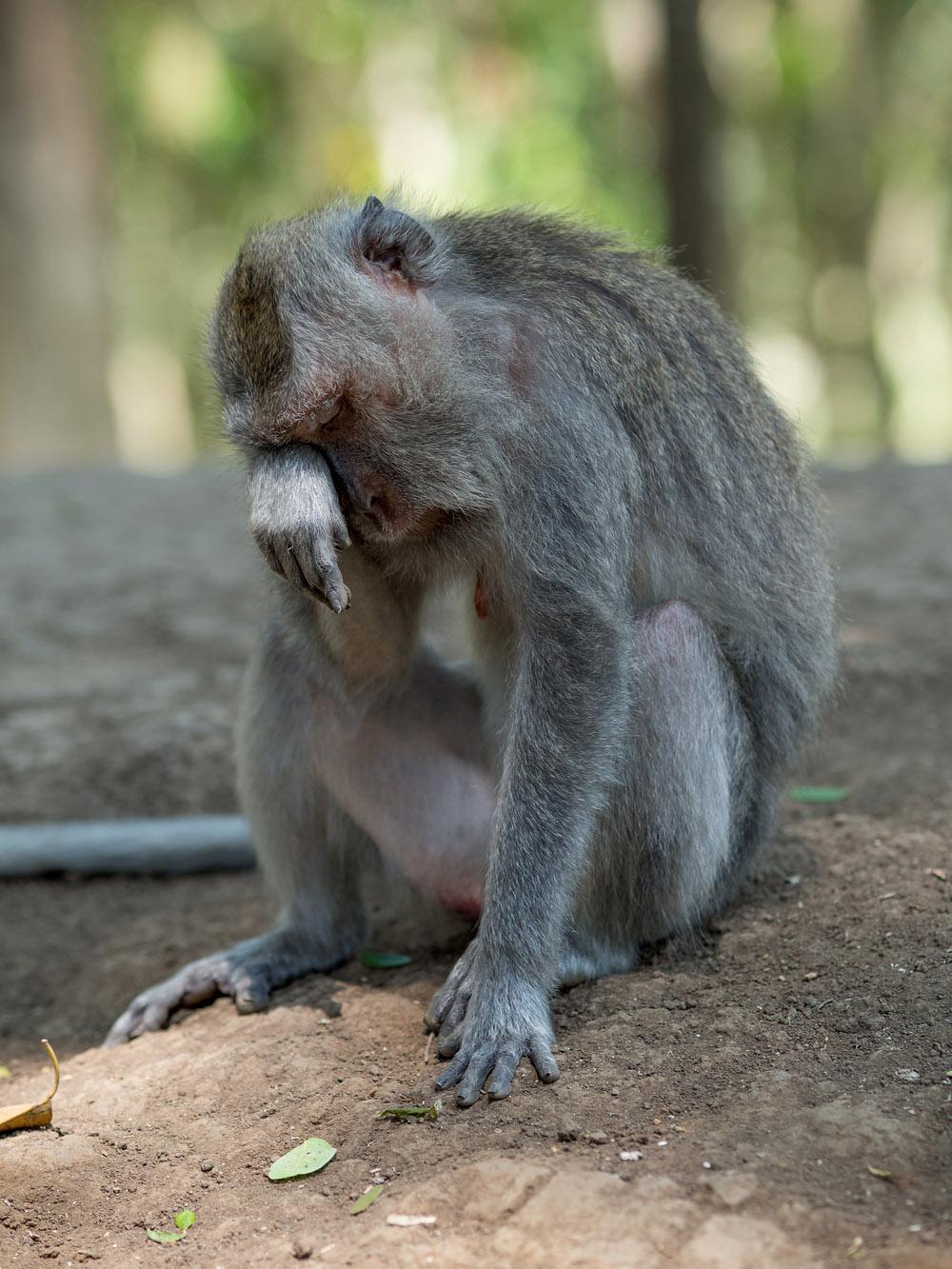 Kliknij obrazek, aby uzyskać większą wersję

Nazwa:	RA106043min.jpg
Wyświetleń:	210
Rozmiar:	291,9 KB
ID:	165745