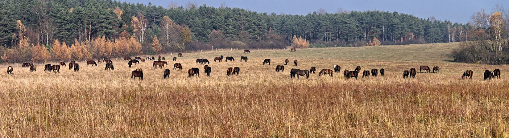 Kliknij obrazek, aby uzyskać większą wersję

Nazwa:	PB034782-84.jpg
Wyświetleń:	251
Rozmiar:	741,2 KB
ID:	165777