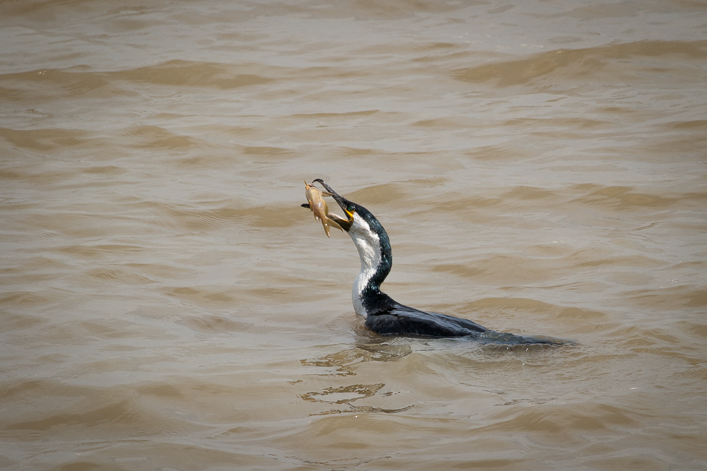 Kliknij obrazek, aby uzyskać większą wersję

Nazwa:	PC288259.JPG
Wyświetleń:	297
Rozmiar:	433,6 KB
ID:	166392