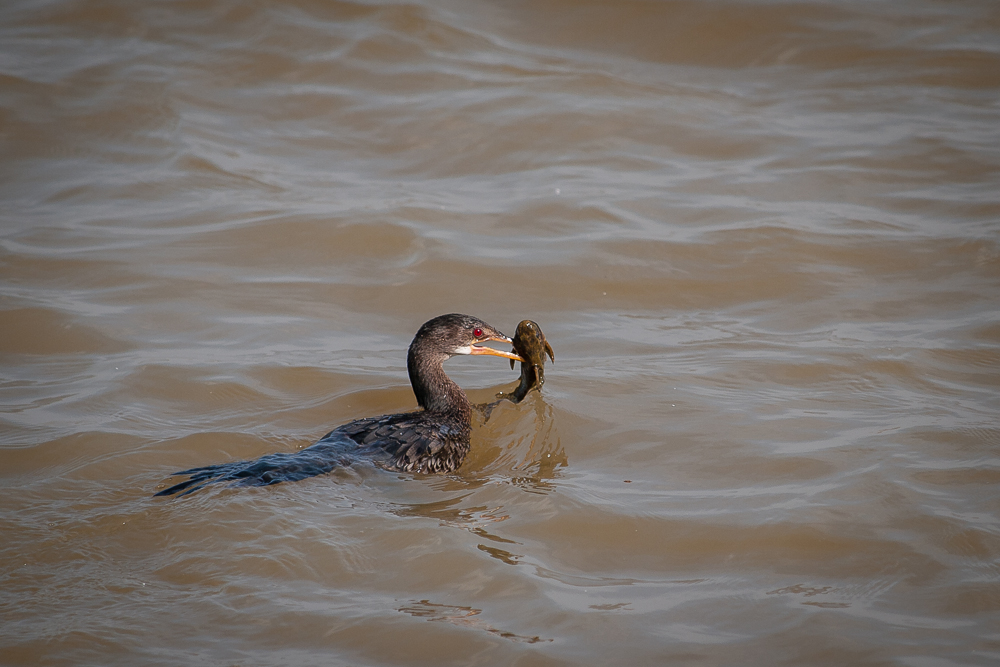 Kliknij obrazek, aby uzyskać większą wersję

Nazwa:	PC288264.JPG
Wyświetleń:	307
Rozmiar:	430,7 KB
ID:	166393