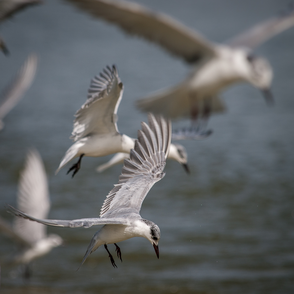 Kliknij obrazek, aby uzyskać większą wersję

Nazwa:	PC288316.JPG
Wyświetleń:	350
Rozmiar:	554,3 KB
ID:	166395