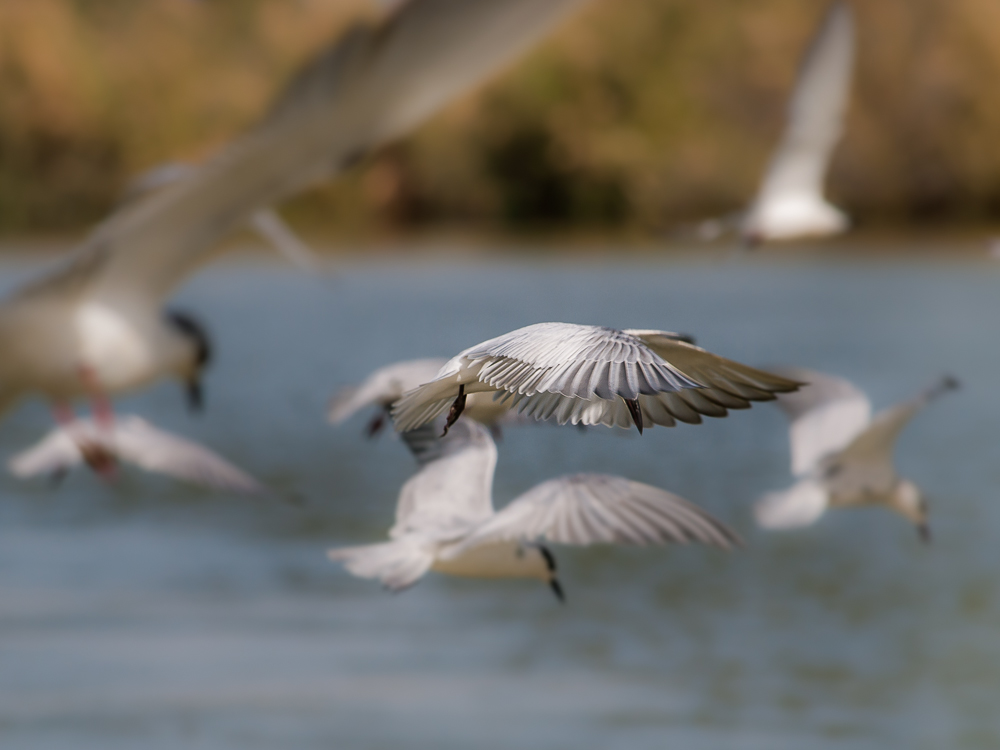 Kliknij obrazek, aby uzyskać większą wersję

Nazwa:	PC288319.JPG
Wyświetleń:	300
Rozmiar:	274,3 KB
ID:	166396