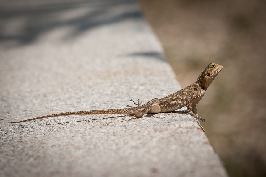 Kliknij obrazek, aby uzyskać większą wersję

Nazwa:	PC207477.JPG
Wyświetleń:	279
Rozmiar:	335,1 KB
ID:	166648