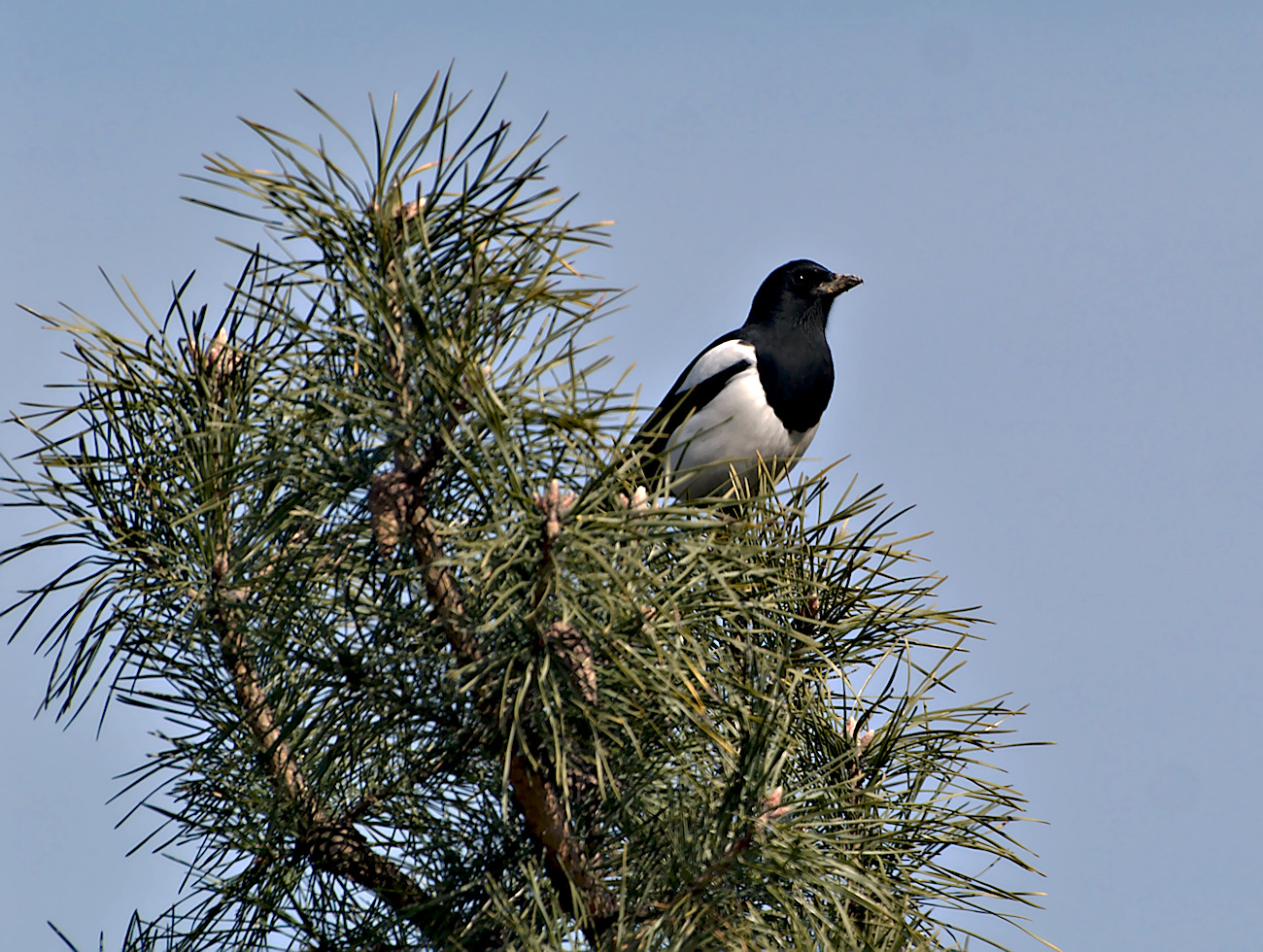 Kliknij obrazek, aby uzyskać większą wersję

Nazwa:	p3150989bp.jpg
Wyświetleń:	201
Rozmiar:	504,1 KB
ID:	166664