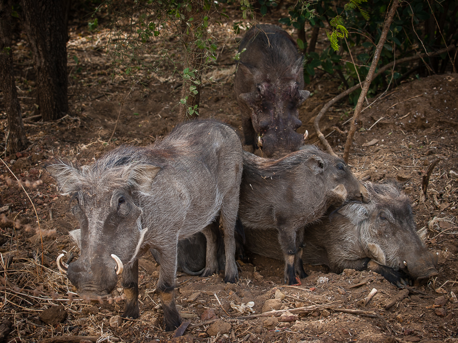 Kliknij obrazek, aby uzyskać większą wersję

Nazwa:	PC298676.JPG
Wyświetleń:	168
Rozmiar:	792,9 KB
ID:	166711