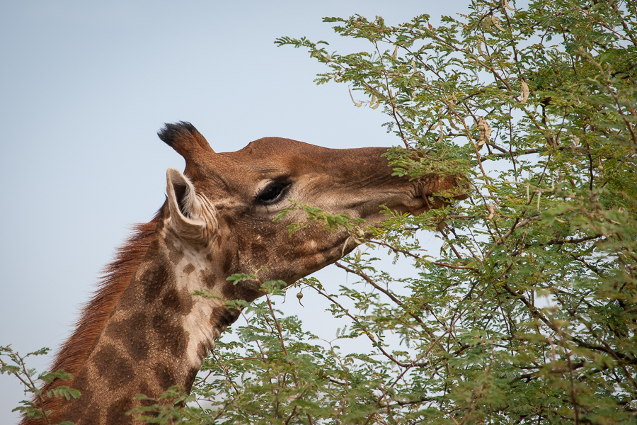 Kliknij obrazek, aby uzyskać większą wersję

Nazwa:	PC298561.JPG
Wyświetleń:	181
Rozmiar:	680,3 KB
ID:	166759
